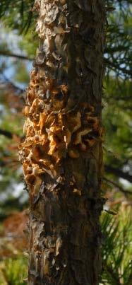 Figur 2. Ung tll med ecidiumblåsor v törskte. Foto: Andres Bernhold (Bernhold 29, s. 111). Figure 2. Resin-top disese ecidium spores on young pine. Photogrphy by Andres Bernhold (Bernhold 29, p. 111). Livscykel Den värdväxlnde formen v törsktesvmpen C.