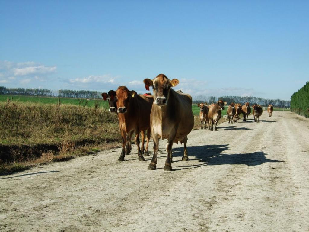 Frågor runt korsningseffekten i ekologisk produktion Provides cross breeding better dairy cows?