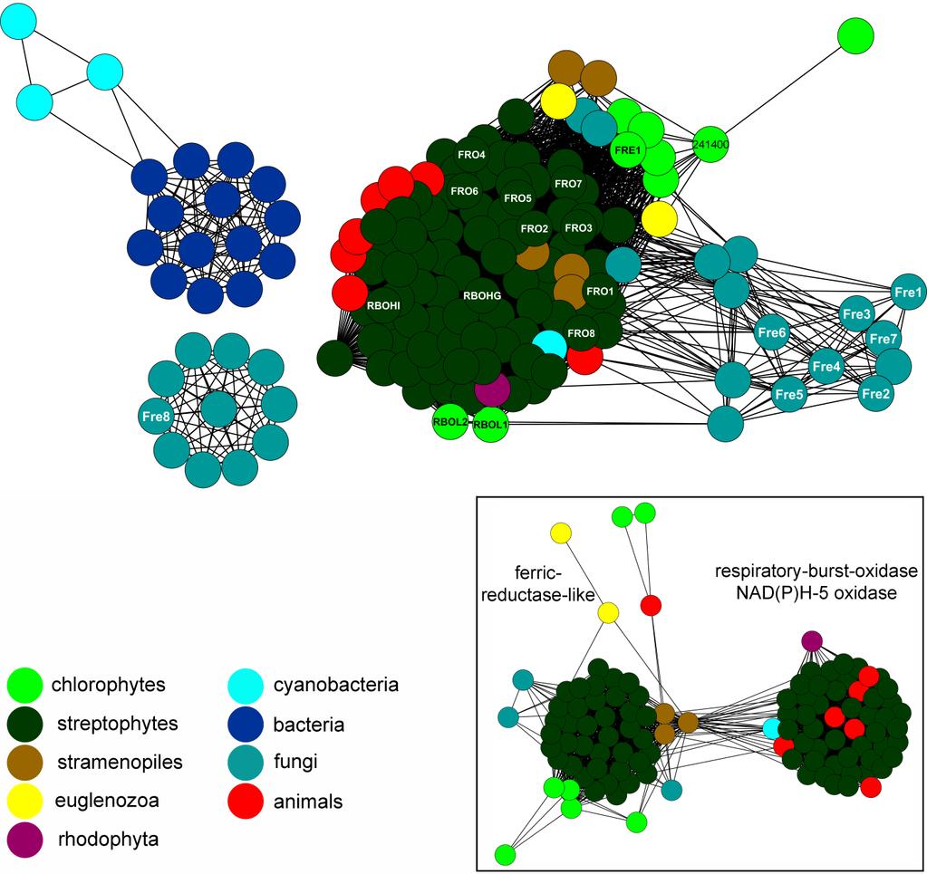 Supplemental Figure 7. C. Supplemental Figure 7. C. reinhardtii ferric reductase-like protein (Cre05.g241400) is closely related to plant ferric reductases. C. Protein similarity network of ferric-reductase like proteins.