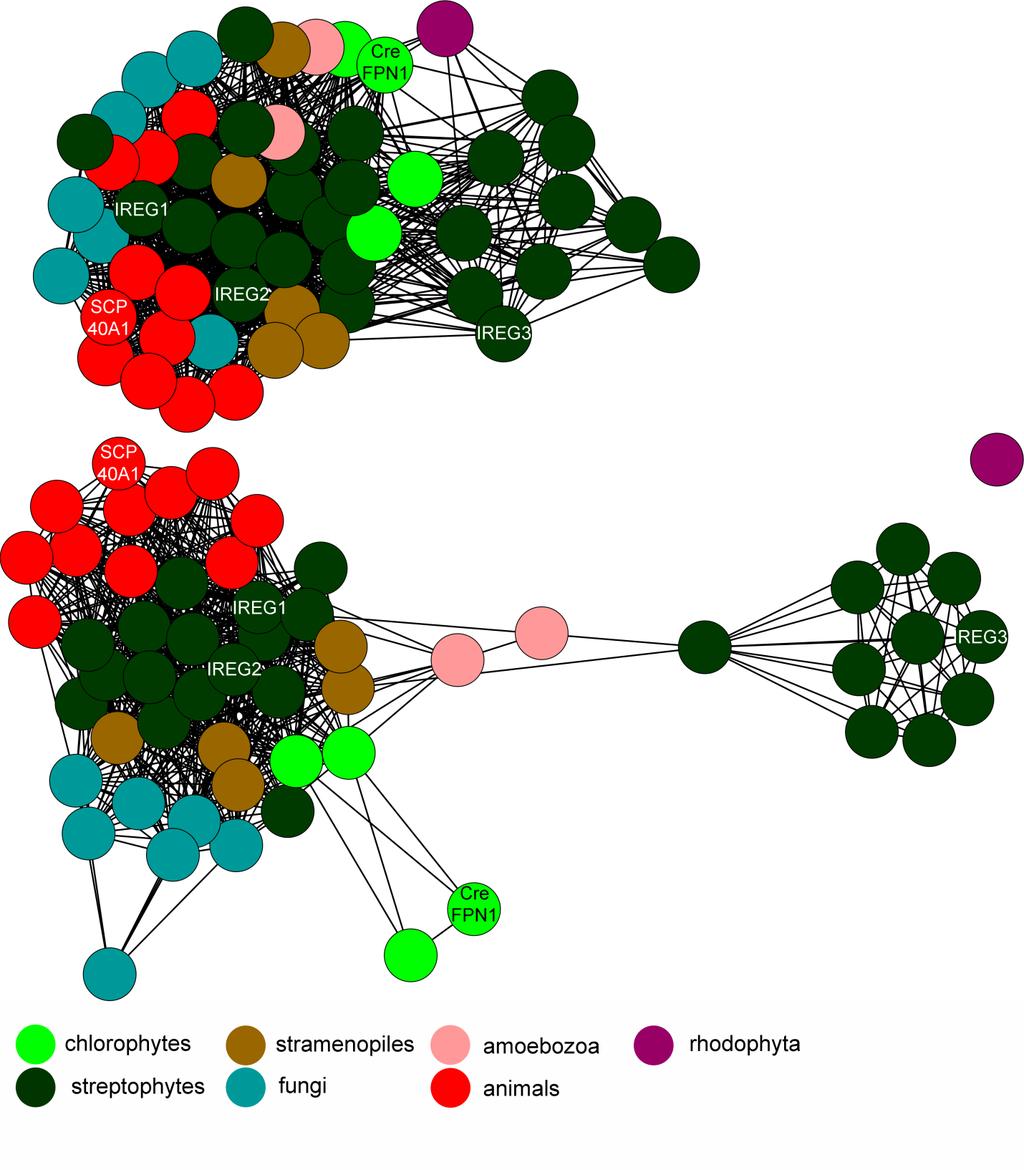 Supplemental Figure 8. C. Supplemental Figure 8. C. reinhardtii ferroportin shows high sequence similarity to algal, plant and animal ferroportins. C. Protein similarity network of ferroportin-like proteins.