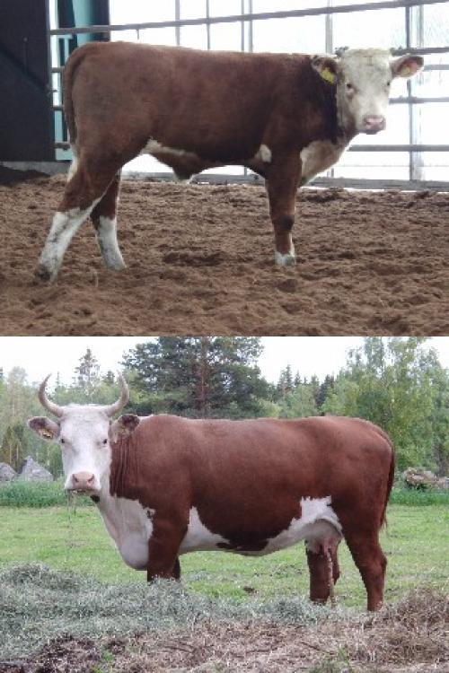 Äg/uppf: Tomas Krokeus, Kroken Hereford, Åsarp. 3653 Toronto av Kroken (H) T-tal 111.