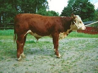 2197 Vide Dolomit T-tal 105. Klubbat för 57.000kr Köpare: Olle Larsson, Oden Hereford, Skövde. Exteriör: Kropp 82 Muskler 81 Ben 81 Helhet 82 Född 2011-01-11. Fv 46kg. Startvikt; 346kg. 200D 303kg.