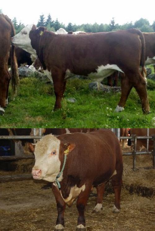Far: Titan av Munka ET Mor: 390 Silvia av Gylteboda Mf: PP Roulette av Galtås MIX 103 PIX 102 FIX 120 AIX +7 Klass 95 Fett 98 Slkttv 105 Äg/uppf: Jan Nilsson, Gylteboda Hereford, Vittaryd 321 Bårarps