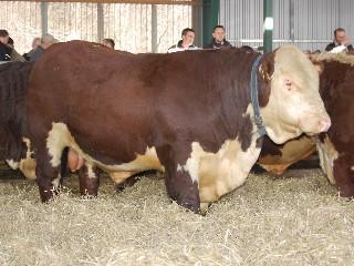 321 Bårarps Lanni 767 Glader av Stenstad T-tal 102. Klubbat för 39.000kr Köpare: Svartsjö Hereford, Svartsjö.