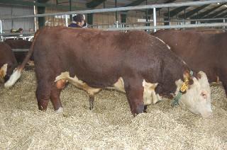 Exteriör: Kropp 75 Muskler 76 Ben 85 Helhet 79 Född 2011-04-01. Fv 40kg. 200D 2kg.