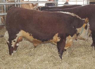 Hereford, Skärblacka 1764 Commander 2 av Herrgölet T-tal 100. Klubbat för 30.000kr Köpare: Lennart & Britta Andersson, Viking- Vånga Hereford, Skärblacka.