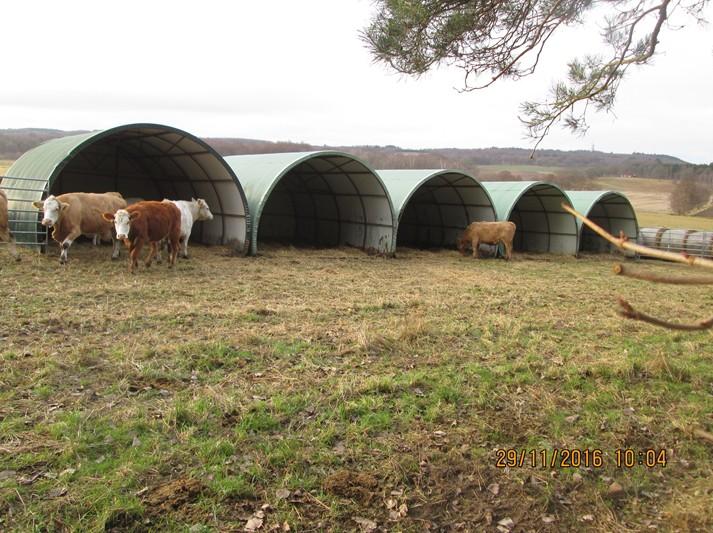 3 Väderskydd för kvigorna (översta bild) och korna ger inte tillräckligt med utrymme Brist och bedömning: Fyra djur i XX saknade väderskydd.