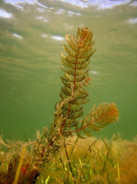algae/epiphytes
