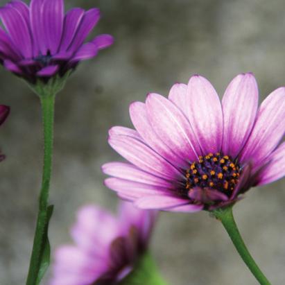 Lobelia För dig som sköter graven själv Väljer du att sköta graven själv behöver du tänka på att du ska sköta hela