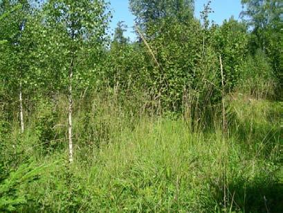 I buskskiktet finns hassel, skogstry och skogsolvon. Slåtterängen. Foto: Nina Söderström Status Slåttermarken Ängsskäreplattmal: Riklig förekomst.