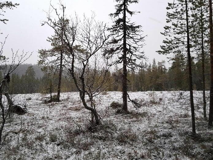 5 GEOTEKNISKA FÄLTUNDERSÖKNINGAR Provgropsgrävning och kartering av området har utförts