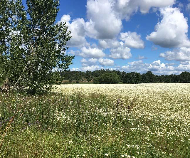 Översiktlig miljöteknisk markundersökning inom Kvarnagården