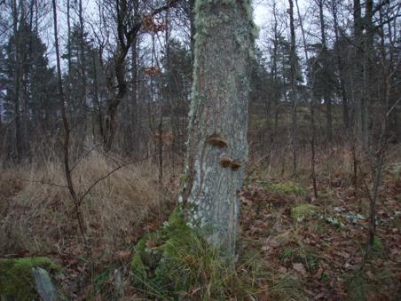 Naturvärdesinventering (NVI) Inför ansökan om