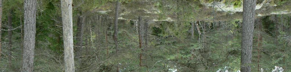 över hundra år. Enstaka lövträd i form av björk och asp förekommer liksom ett visst inslag av död ved i form av torrakor och lågor.