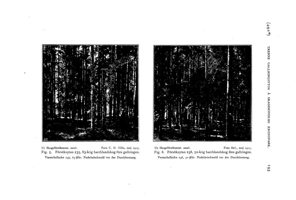 "'... Ur Skgsförsöksanst. sam]. Ft C. O. Gie, maj I9I3 Fig. 5 Försöksytan 235, 83-årig barrbandskg före garingen. Versuchsfäche 235, 83-jähr. Nademischwad vr der Durchfrstung. Ur Skgsförsöksanst. sam. Ft förf.