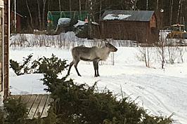 Om renar på en ö efter 30/4 är till någon olägenhet gör så här: 1. Meddela sameby och länsstyrelsen så snart som möjligt efter 30/4 att det finns renar kvar på ön. 2.