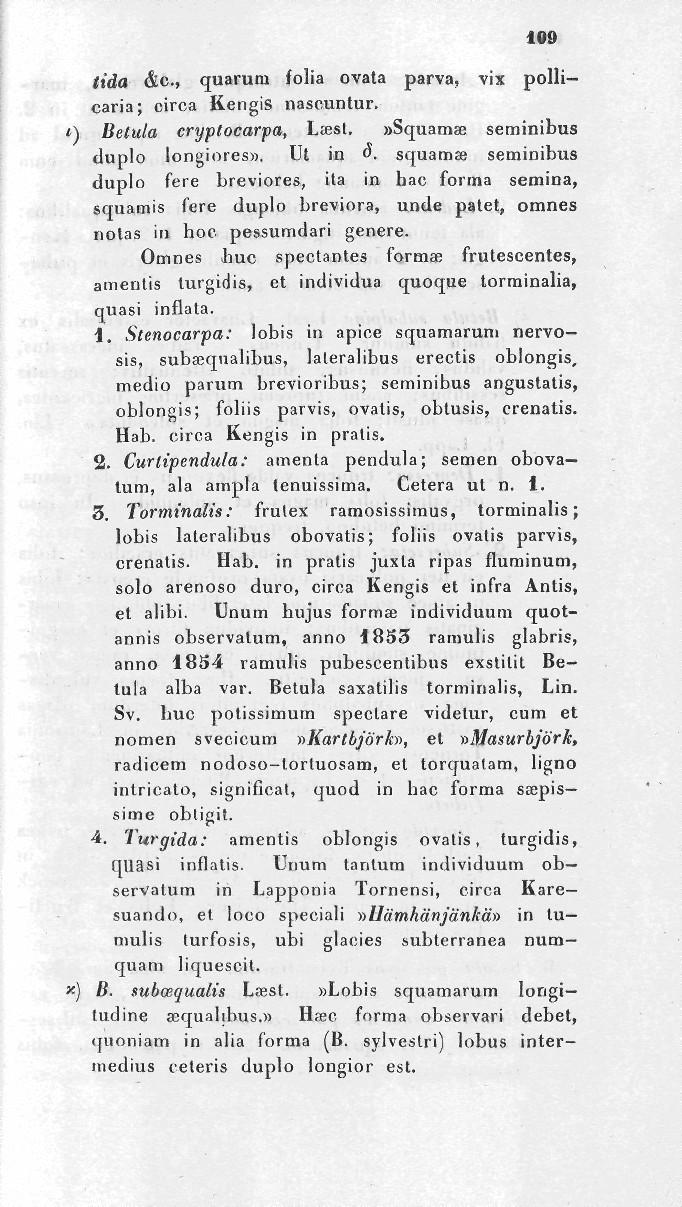 109 lida &c, quarum folia ovata parva, vix polli caria; circa KengiS nascuntur. ') Belula cryptocarpa, L<est.»Squamte seminibus duplo longiores». Ul in <$.