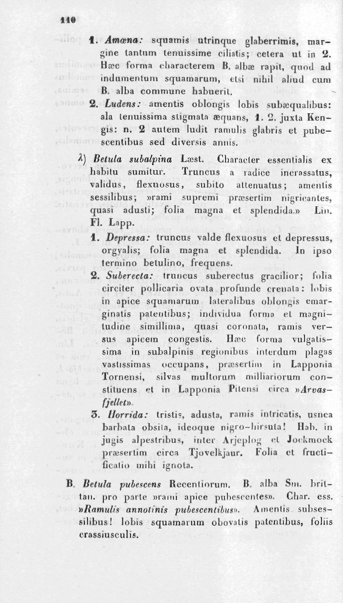 ti Atncena: squamis utrinque glaberrimis, margine lantiiin tenuissime cilialis; celera ut in 2. Ha?c forma «liaracterem B. albeb rapit, quod ad indumentum squamarum, elsi nihil abud cum B.