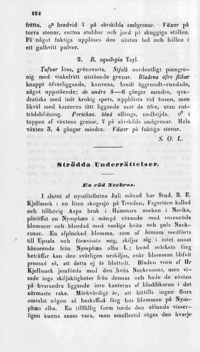 124 frätta, rf 1 bredvid i på särskilda smågrenar. Växer på torra stenar, rultna slubbar och jord pä skuggiga ställen. På något fukliga upplöses den nästan bel och hullen i ett gulhvitt pulver. 2. R.