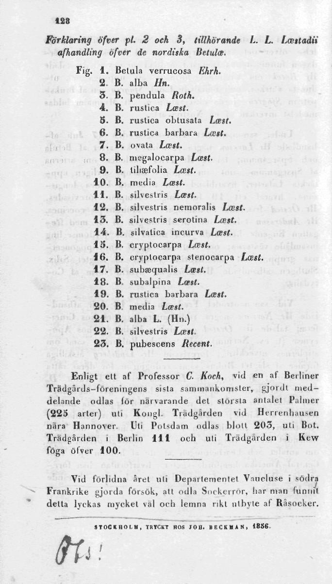 i28 Förklaring öfver pl. 2 och 3, tillhörande L. L. Lastadii afhandling öfver de nordiska lietula. Fig. 1. Betula verrucosa Ehrh. 2. B. alba Hn. 5. B. pendula Roth. 4. B. rustica Last. 5. B. rustica obtusata Last.