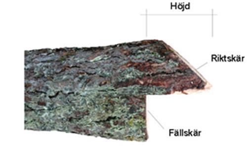 Kapsnitt och fällkam Stocken ska vara kapad med såg. Med detta avses att minst 80 % av stockändans diameter ska vara kapad med såg. Vid rotben utgås från diametern 10 cm från stockändan.