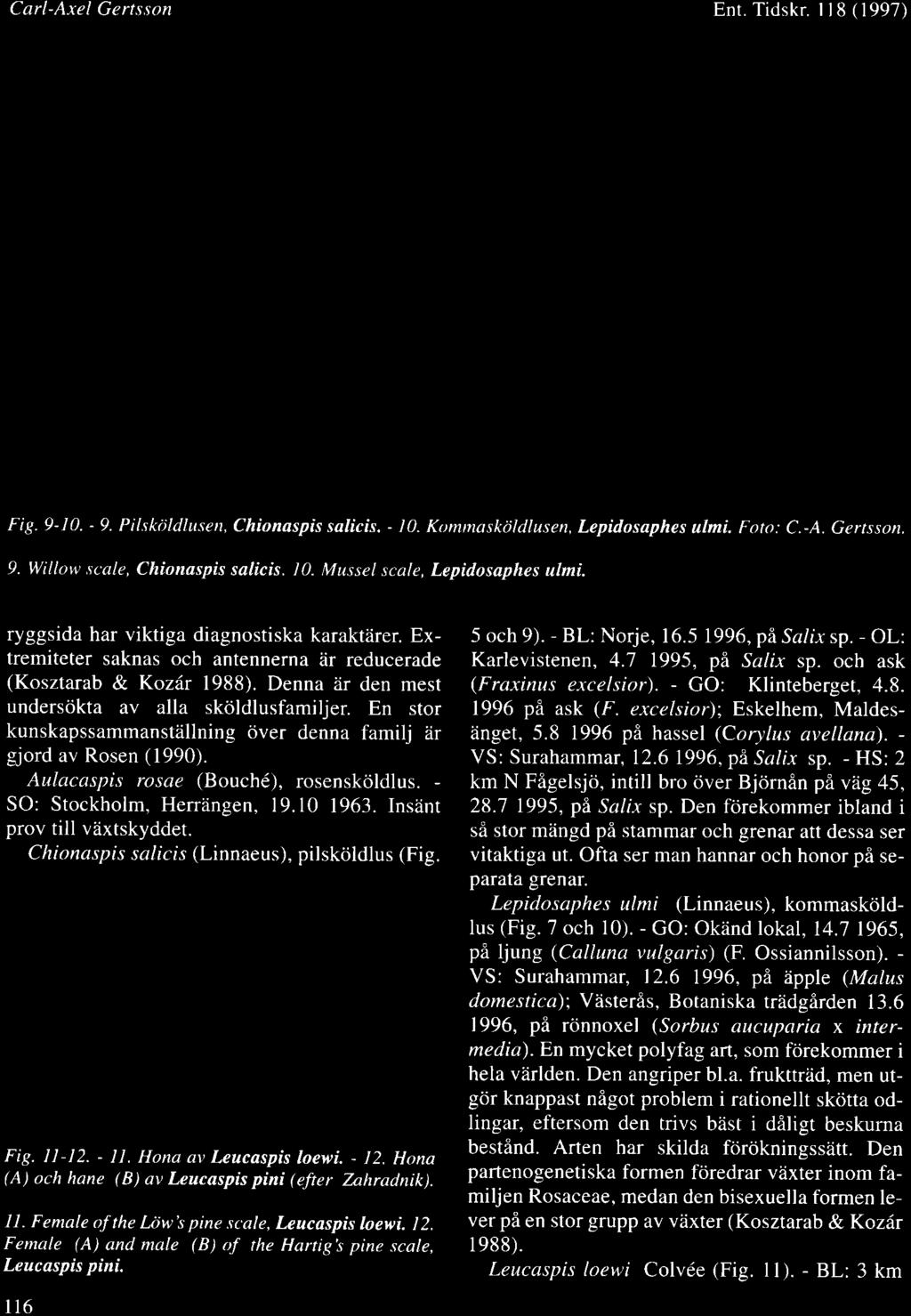 En stor kunskapssammanstdllning civer denna familj 2ir gjord av Rosen (1990). Aulacaspis rosae (Bouch6), rosenskrildlus. - SO: Stockholm, Henzingen, 19.10 1963. Insiint prov till viixtskyddet.