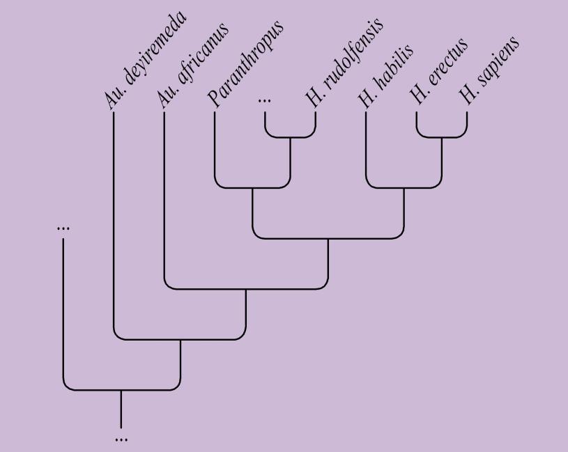 Figur 2: Modifierad bild från Haile- Selassie m.fl. (2015). Förslag på hur Australopithecus deyiremeda ska placeras fylogenetiskt. Detta träd stöddes i studien av högst grad parsimoni, där Au.