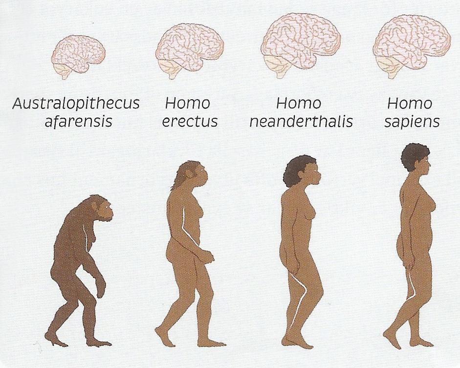 om människans evolution handlar om utvandringen ur Afrika och att DNA-analyser visar att alla nu levande människor härstammar från en och samma population för 150 000 år sedan.