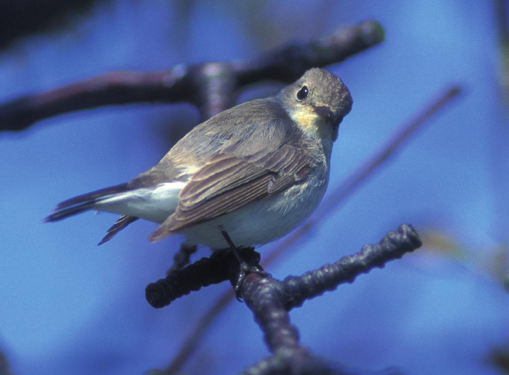 värre en accelerering av denna utveckling och arten är nu nästan borta som häckfågel på Kullaberg.