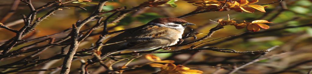 Hämpling Carduelis cannabina (73, 7, 48, 31) Hämplingen trivs i öppna enbuskmarker. Beståndet har gått tillbaka under de senaste 3 åren och vid inventeringen 4 noterades rekordlåga 31 par.