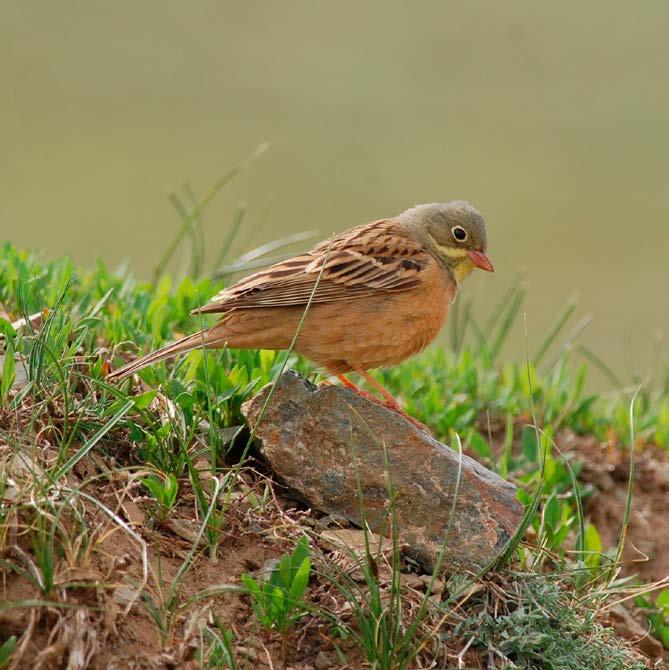 (Emberiza