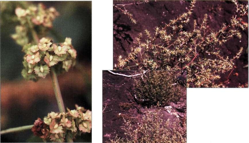 Rumex maritimus ssp.