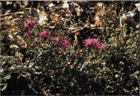 Sisymbrium thellungii boersenap