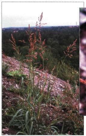 schultesii hårig