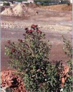 990912, Amaranthus hybridus ssp.