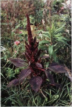 Amaranthus quitensis uddamarant