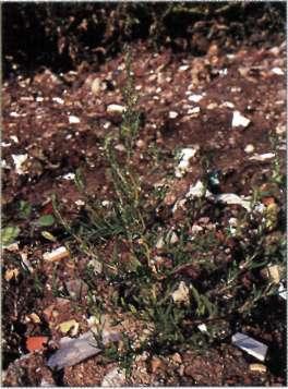 Atriplex hortensis var.