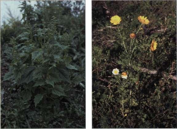 Citrullus lanatus vattenmelon Himmerfjärdsverket