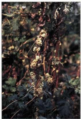980917, Coreopsis verticillata höstöga