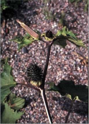 Datura innoxia mexikansk spikklubba