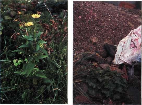 Hovgårdstippen 971005, Hibiscus