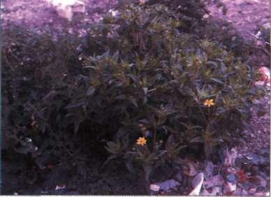 000929, Hibiscus trionum timvisare