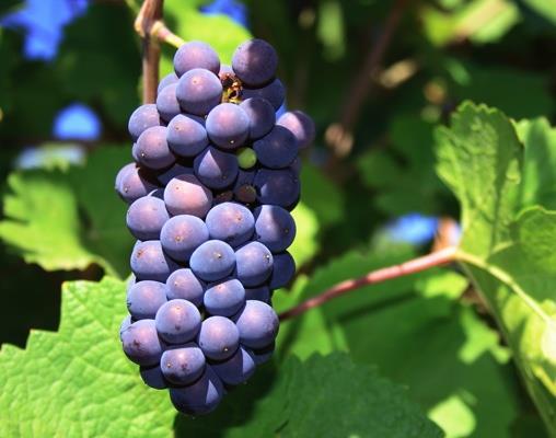 Pinot Noir Odlas på 39% Odlas i Aube och Montagne de