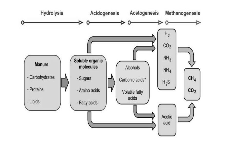 Fig. 1 Schematic diagram of carbon flow conversion in anaerobic digesters (adapted from Deepanraj B.