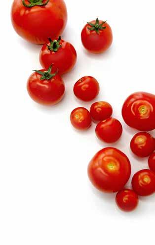 Svenska tomater i siffror: Svenska kvisttomater är en växande trend. Vi äter cirka 10 kg tomater per person och år. Drygt 90 % av växthusen drivs med förnybar energi.