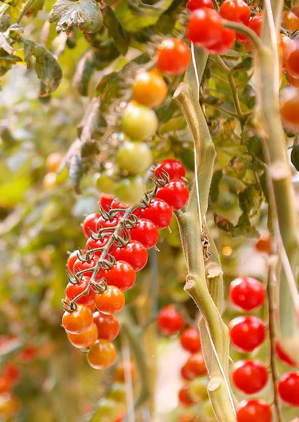 Källa: LRF Trädgård utmärkt gott HÅLLBARA SVENSKA TOMATER Gott innehåll Tomaten har ett rikt innehåll av vitamin C, folsyra och andra antioxidanter som karotenoider, framförallt lykopen, men även