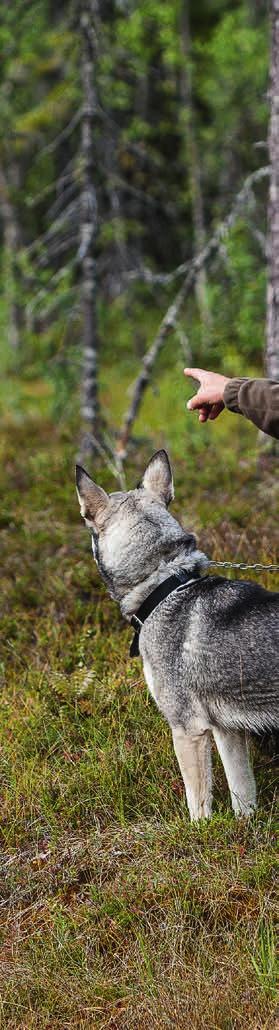 jaktintresserad del 2 Människan har sina rötter i jakten. Under den längsta delen av den tid vi människor vandrat på jorden har vi varit jägare.