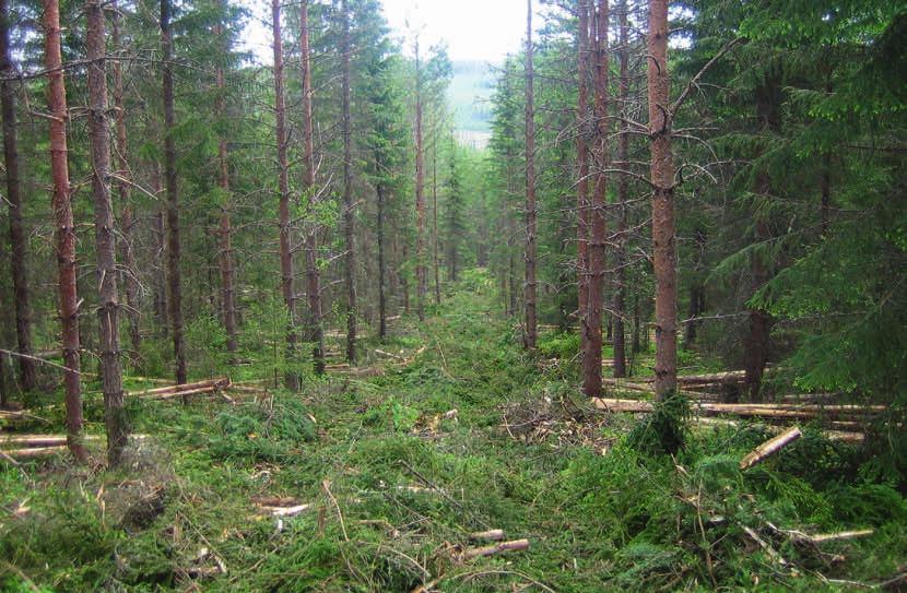 skogsägarskolan del 2 Dags att gallra? Text: Anna Beronius. Foto: Tobbe Nilsson, 070-359 56 96, tobbenilssonfoto.se Nästan all skog behöver gallras någon gång.