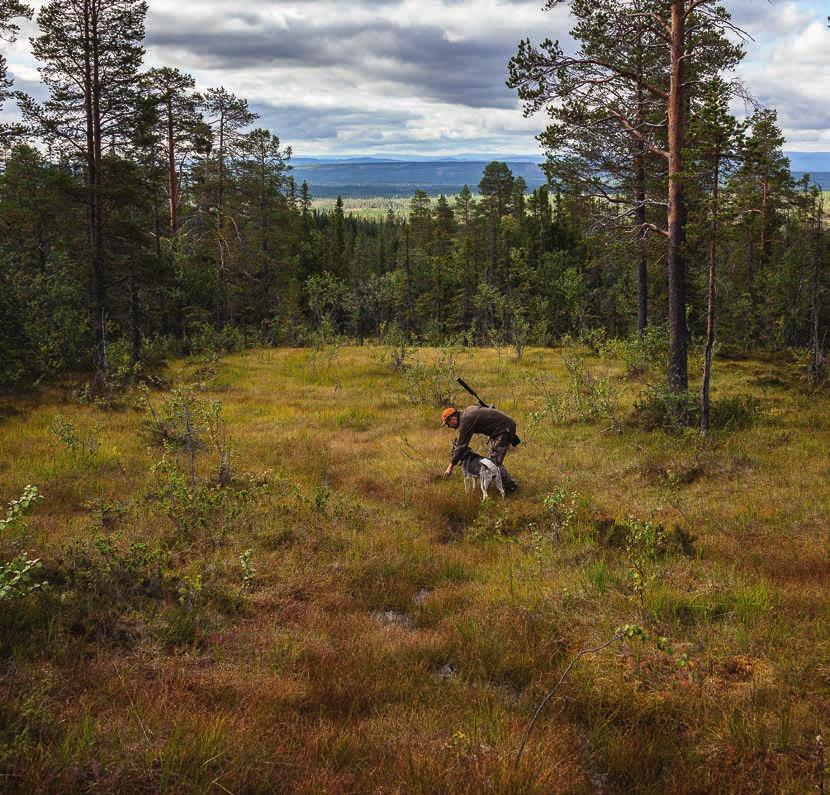 Allmänningstyrelsen om jakten nytt regelverk utreds För allmänningsstyrelsen är det självklart att den viltstam som finns på Orsa Besparingsskog ska förvaltas och att den förvaltningen ska ske genom