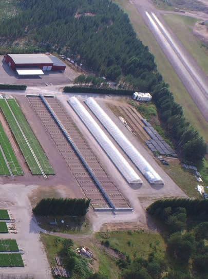 Bror Nilsson Plantskolechef. Vad händer sedan? Plantorna växer sedan på friland hela sommaren och hösten. Plantorna kräver tillsyn hela växtperioden av personalen.